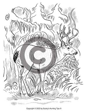 columbia-blacktail-deer-coloring-page
