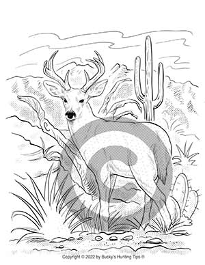 coues-whitetail-deer-coloring-page
