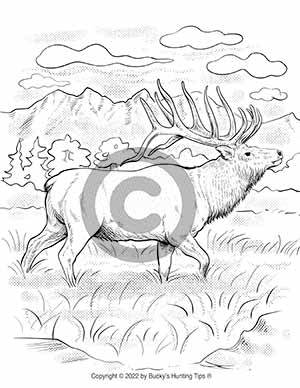 rocky-mountain-elk-coloring-page