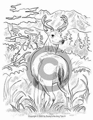 sitka-blacktail-deer-coloring-page