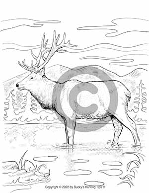tule-elk-coloring-page